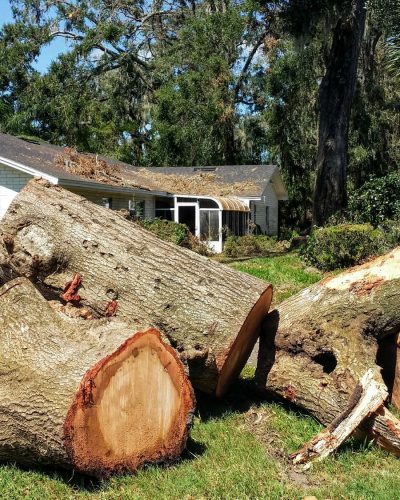 florida-hurricane-damaged-tree-removal.jpg